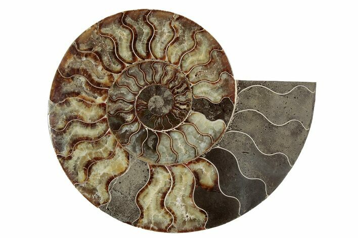 Cut & Polished Ammonite Fossil (Half) - Madagascar #342132